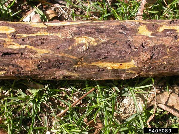 Black Walnut is threatened by walnut twig beetle and thousand cankers disease