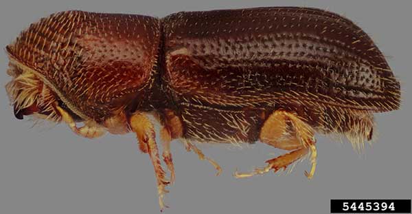 Walnut twig beetle is a tiny bark beetle that carries a deadly fungus