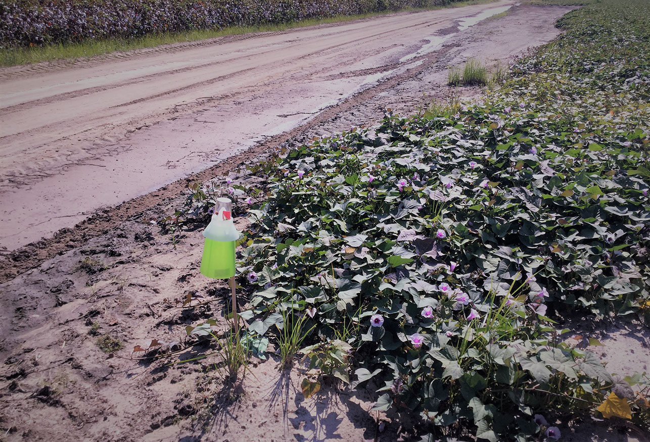 Sweetpotato weevil trap