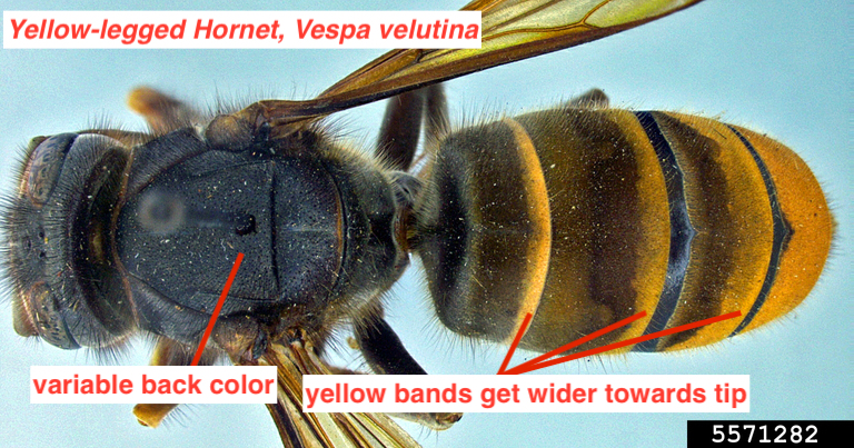 Dorsal view of a yellow-legged hornet thorax highlighting variable back color and yellow bands which get wider towards the tip