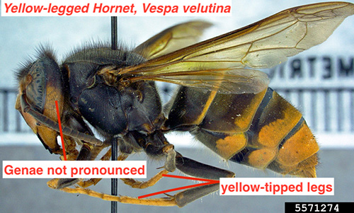 yellow legged hornet