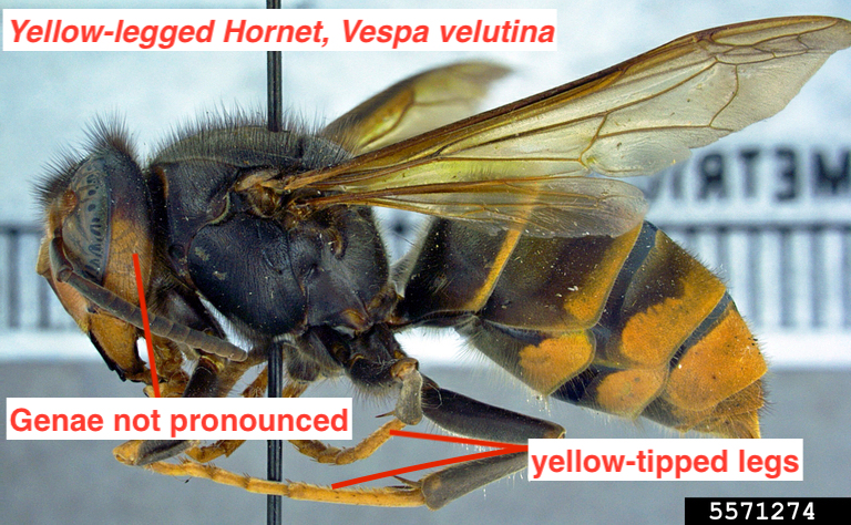 Lateral view of a yellow-legged hornet body highlighting yellow-tipped legs. The genae are not pronounced