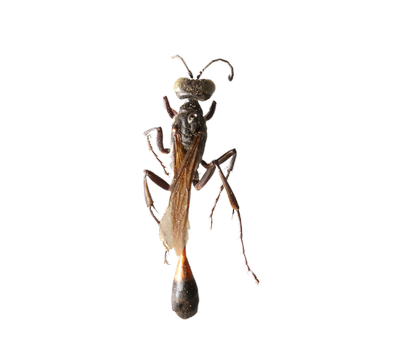 Thread-waisted Wasp, Ammophila spp.