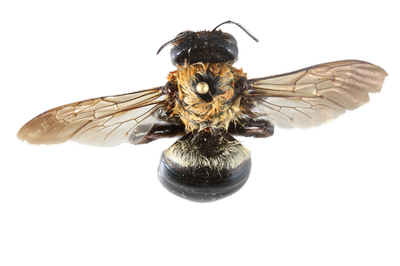 Carpenter Bee, Xylocopa virginica