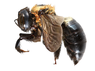 Carpenter Bee, Xylocopa virginica