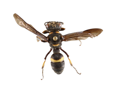 moky Winged Beetle Bandit, Cerceris fumipennis