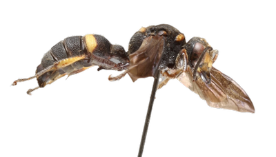 moky Winged Beetle Bandit, Cerceris fumipennis
