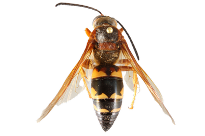 Eastern Cicada Killer Wasp, Sphecius speciosus