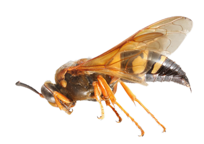 Eastern Cicada Killer Wasp, Sphecius speciosus