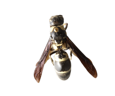 Mason Wasp, Pseudodynerus quadrisectus