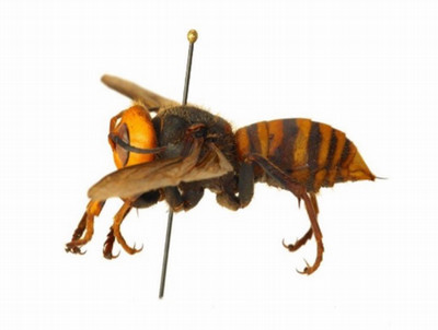 Northern Giant Hornet (Asian Giant Hornet), Vespa mandarinia profile