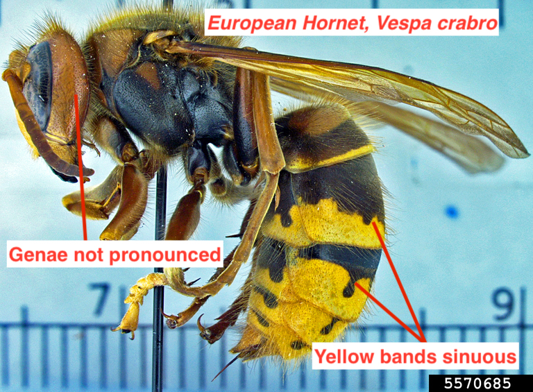 Lateral view of a European hornet body showing sinuous yellow bands