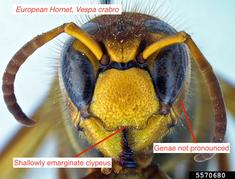 Frontal view of a European hornet head showing black band between antennal bases and a shallowly incised clypeus