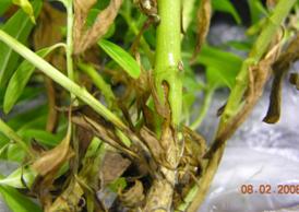 Photo of aerial blight stem canker on vinca