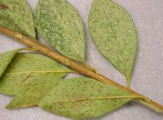 Photo of azalea lace bug symptoms