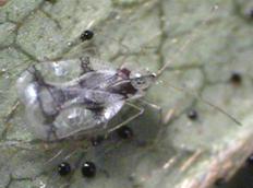 Photo of azalea lace bug