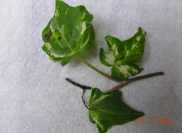 Photo of ivy exhibiting initial symptoms of bacterial leaf spot