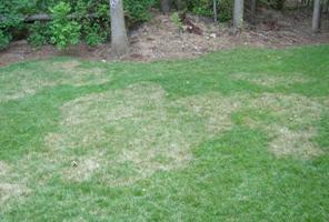 Photo of fescue lawn affected by brown patch.