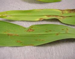 Photo of daylily leaves affected by leaf streak