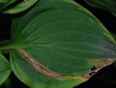 Photo of hosta leaf with foliar nematode damage