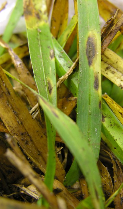 Photo of gray leaf spot on St. Augustinegrass