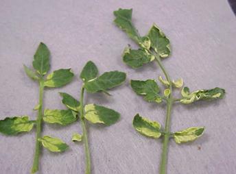 Photo of herbicide damage on tomato leaves