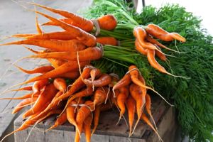 Freshly harvested carrots