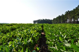 Fresh soybeans growing in the field