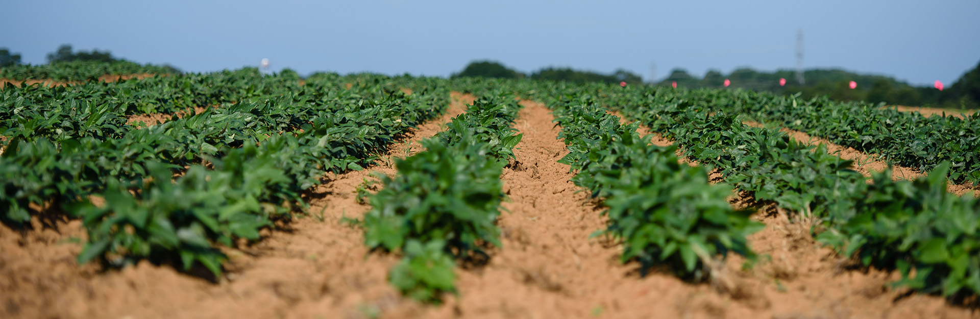 ogle pea crops
