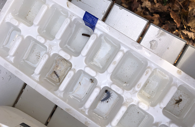 An ice tray with a few macroinvertebrates in water in individual compartments.