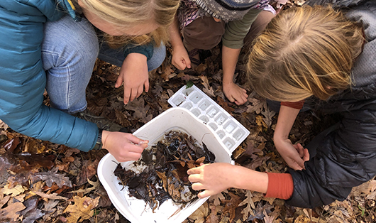 A group of kids looking for macroinvertebrates in a tray filled with leaves.