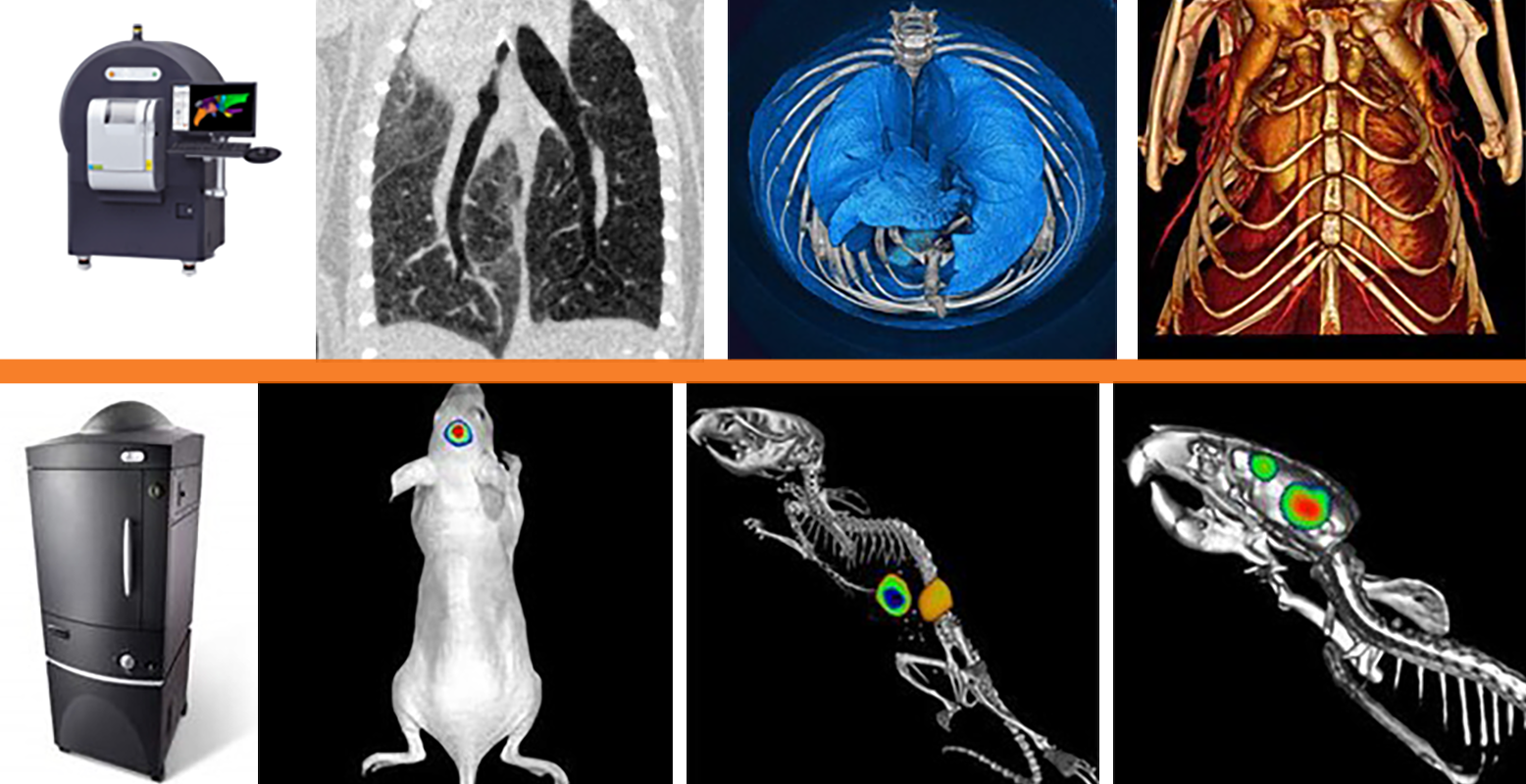 collage of images under microscope of different animal species