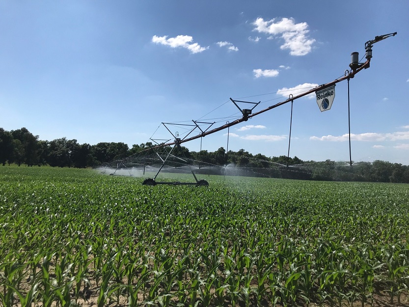 Irrigation system at a large corn field on a sunny day