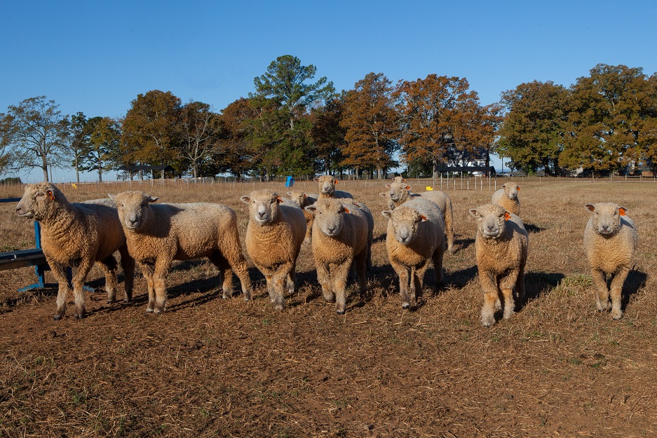 A picture of sheep