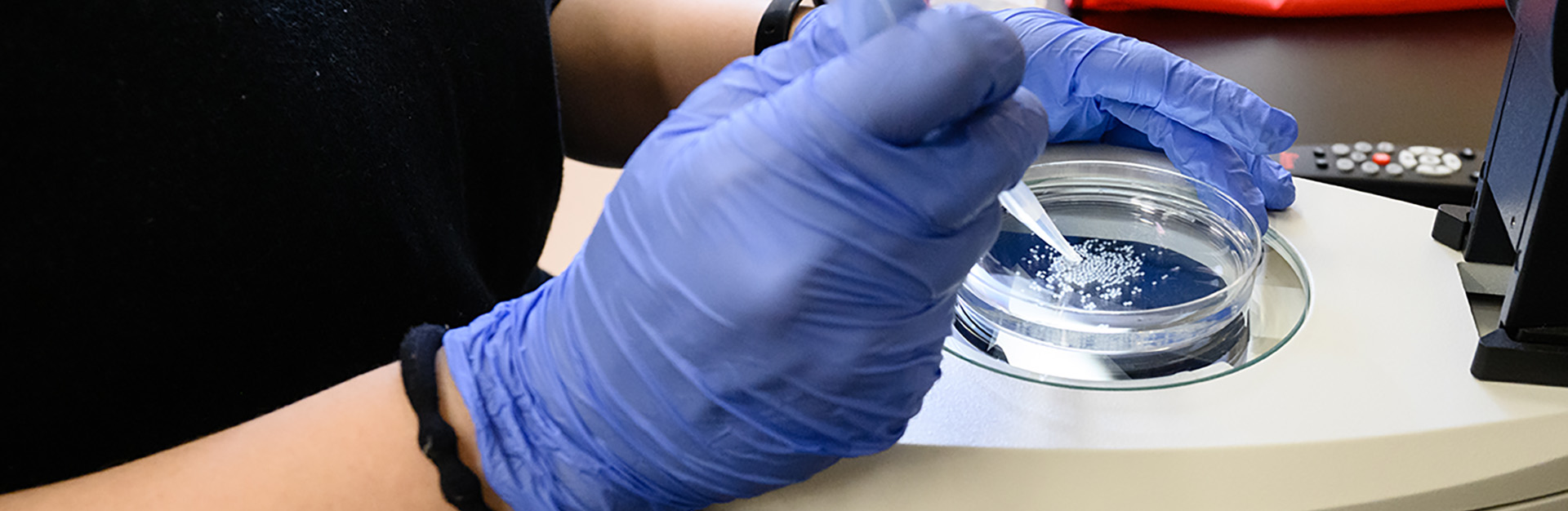 Gloved hands hold a petri dish and dropper under a microscope