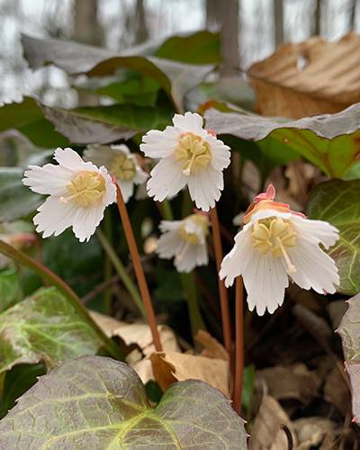 oconee bells