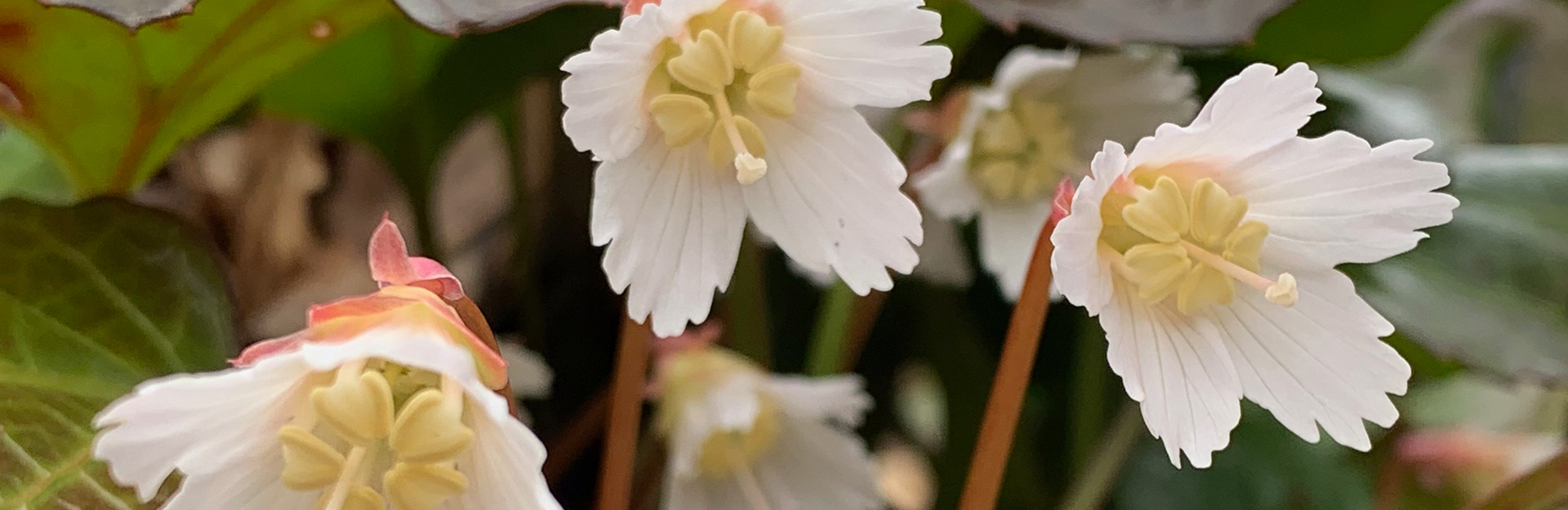 oconee bell blooms close up