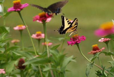 male and female swallowtail butterflies landing on bright flowers