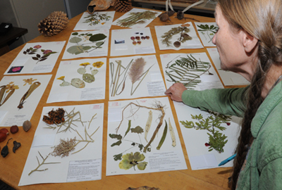 Dixies looking at plant collections from the Clemson University Herbarium