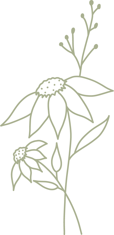 echinacea green graphic