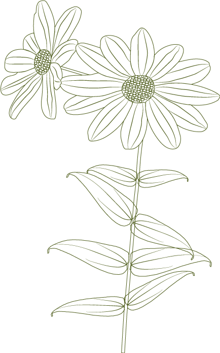 echinacea illustration