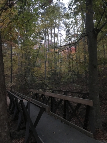 bridge with rails over small water way in the forest