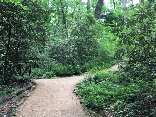 shaded crushed shell walkway through large shrubs and trees