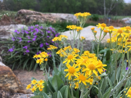 bright yellow and purple flowers around large rocks