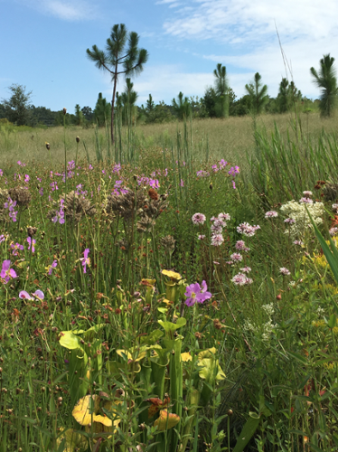 wildflowers and small pine trees in a grassy meadow