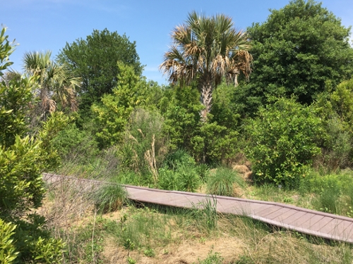 raised boardwalk weaving through underbrush and palm trees