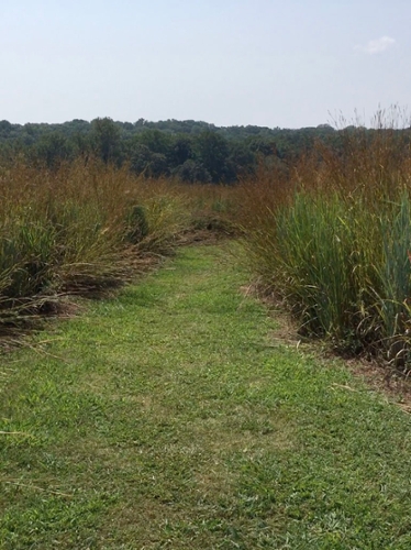 grassy walkway through tall grasses