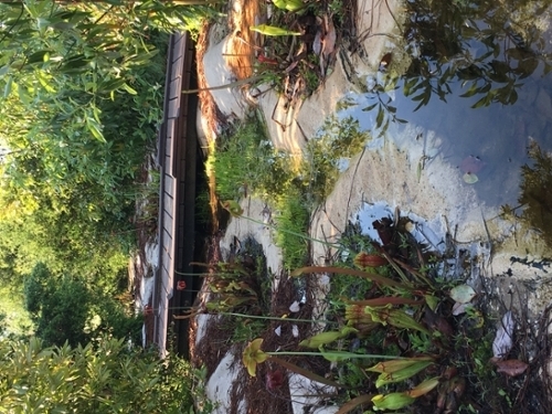 raised walkway over a water feature lined with small plants