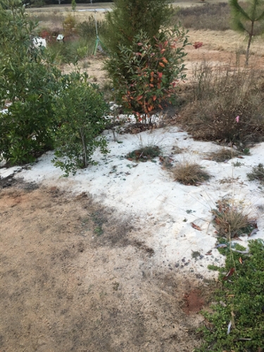 white sand and dry soil with scattered small plants and shrubs