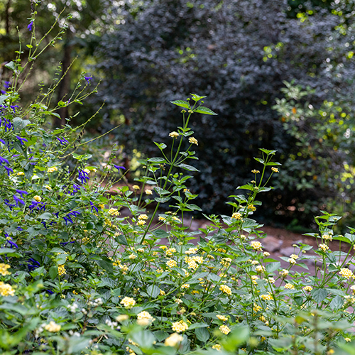 hosta garden